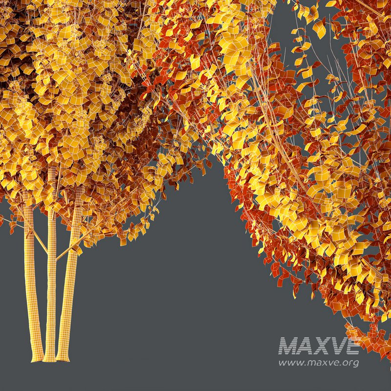 Plants Acer X_freemanii Freeman Maple Sapindaceae Autumn Blaze Set02 - Image 5