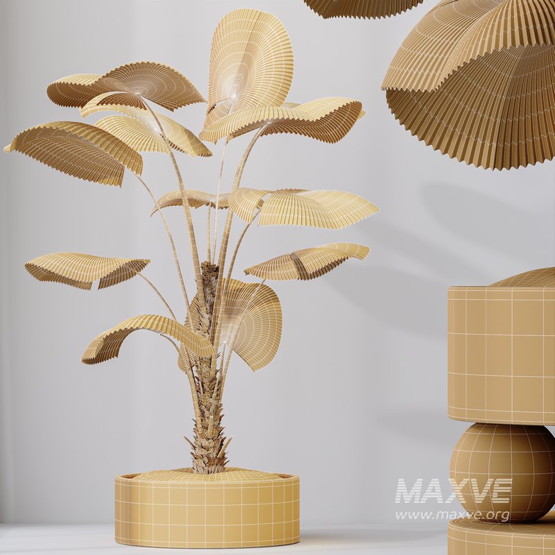 HQ HousePlants Licuala Grandis Ruffled Fan Palm - Image 6