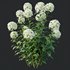 HQ Plants Smooth Wild Hydrangea Arborescens Annabelle - Thumbnail 5