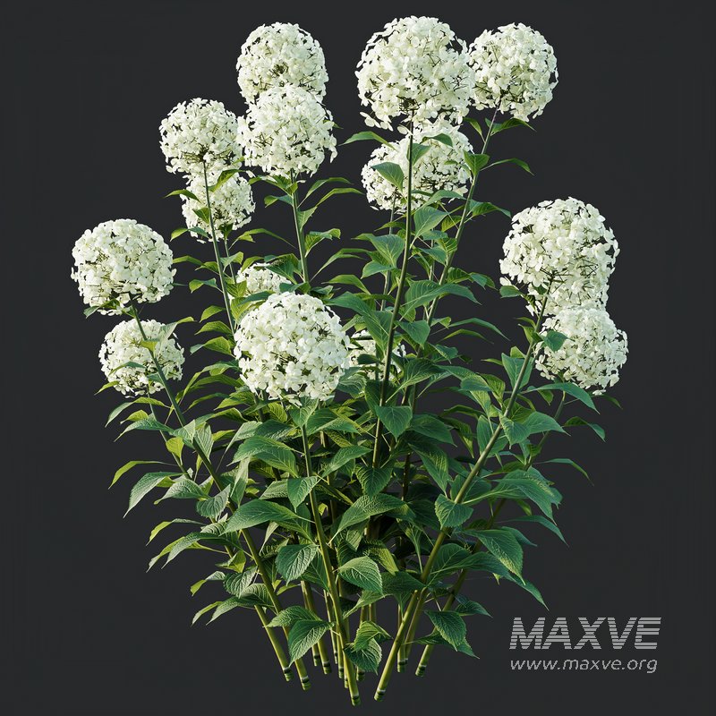 HQ Plants Smooth Wild Hydrangea Arborescens Annabelle - Image 5