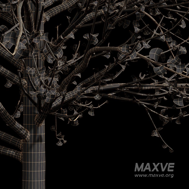 Winter Snow and fall Tree 02 - Image 7