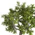tree 05 - Thumbnail 3