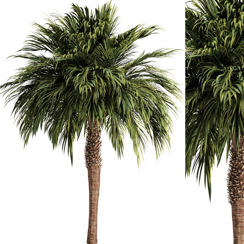 Palm tree3 - Image 1