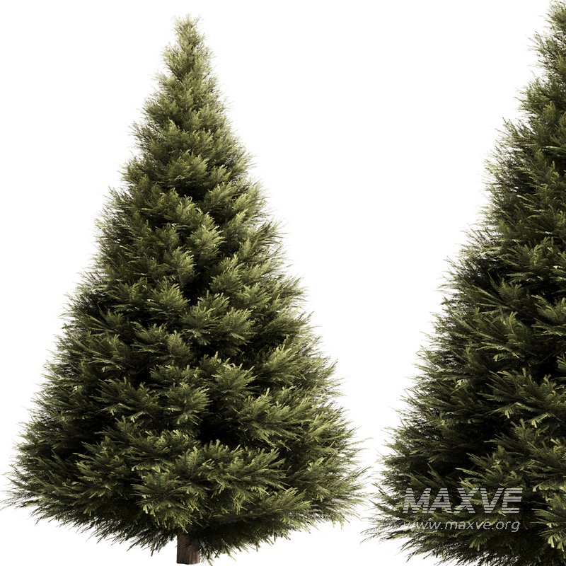 Pine tree set3 - Image 1