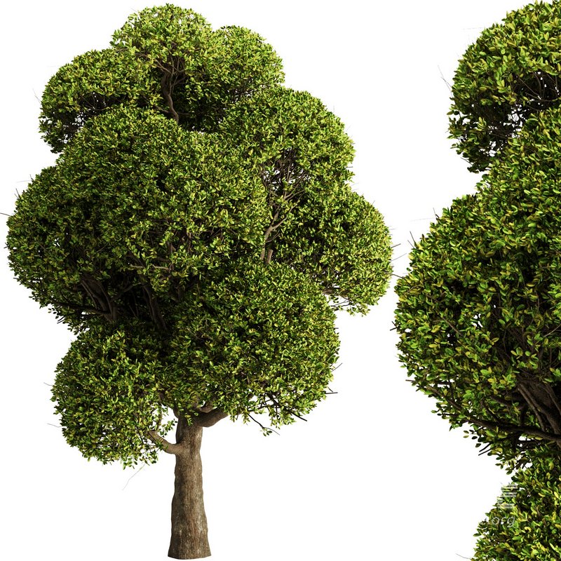 spherical tree2 - Image 1