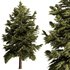 Pine Tree Conifer - Thumbnail 1