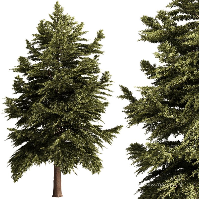 Pine Tree Conifer - Image 1
