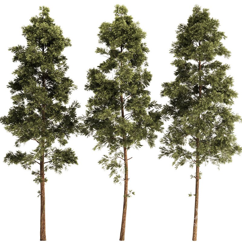 pine tree set - Image 1