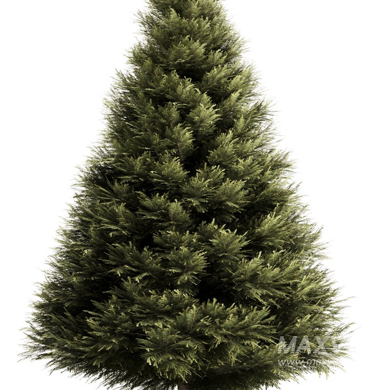 Pine tree set3 - Image 3