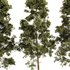 pine tree set - Thumbnail 2