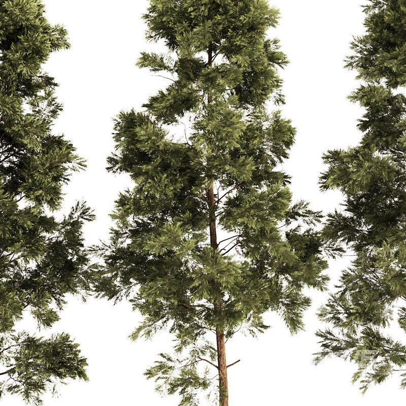 pine tree set - Image 2