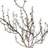Dry Branches Bouquet29 - Thumbnail 2