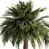 Palm tree3 - Thumbnail 2