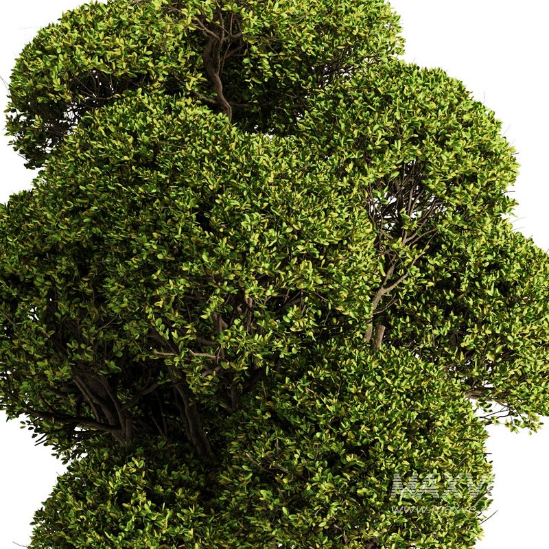 spherical tree2 - Image 2