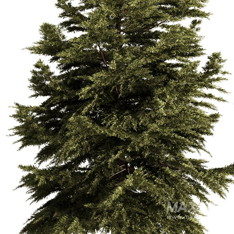 Pine Tree Conifer - Image 2