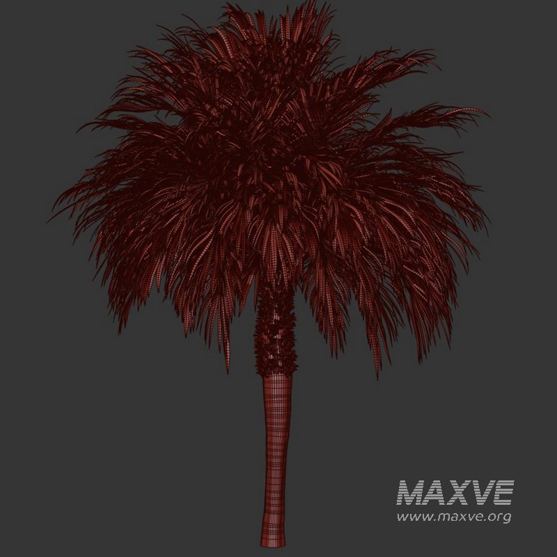 Palm tree3 - Image 3