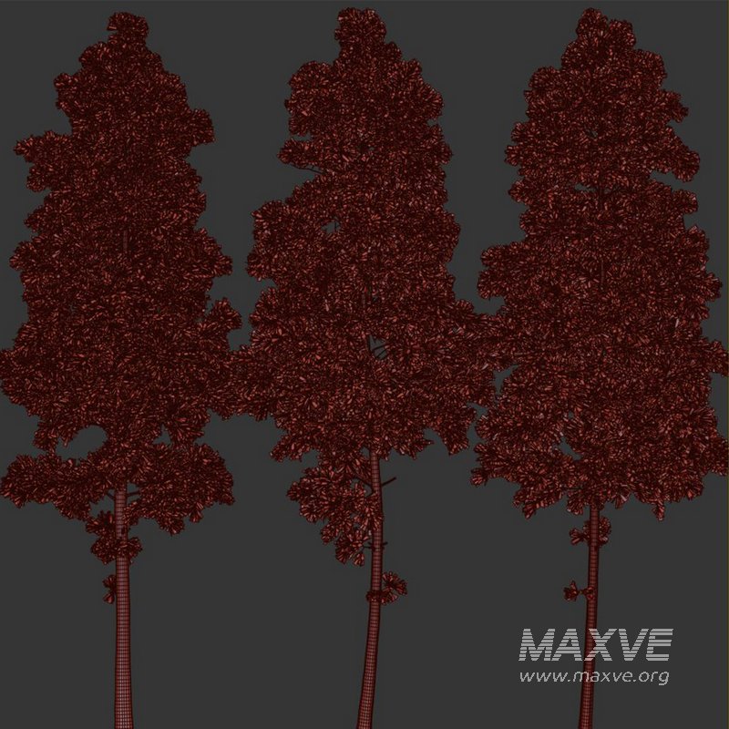 pine tree set - Image 3