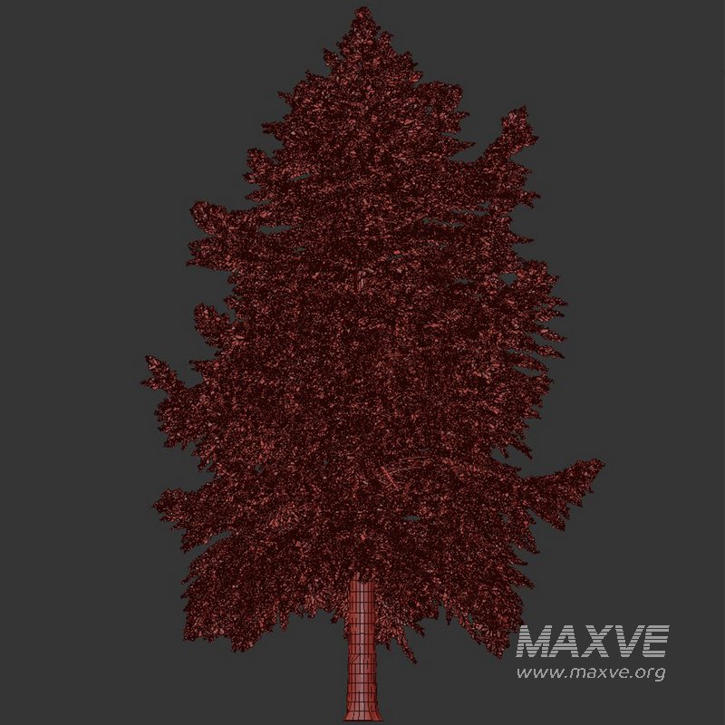 Pine Tree Conifer - Image 3