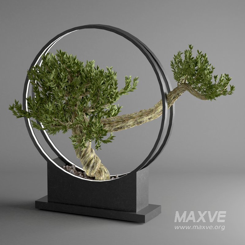 bonsai tree in pot 10 - Image 1