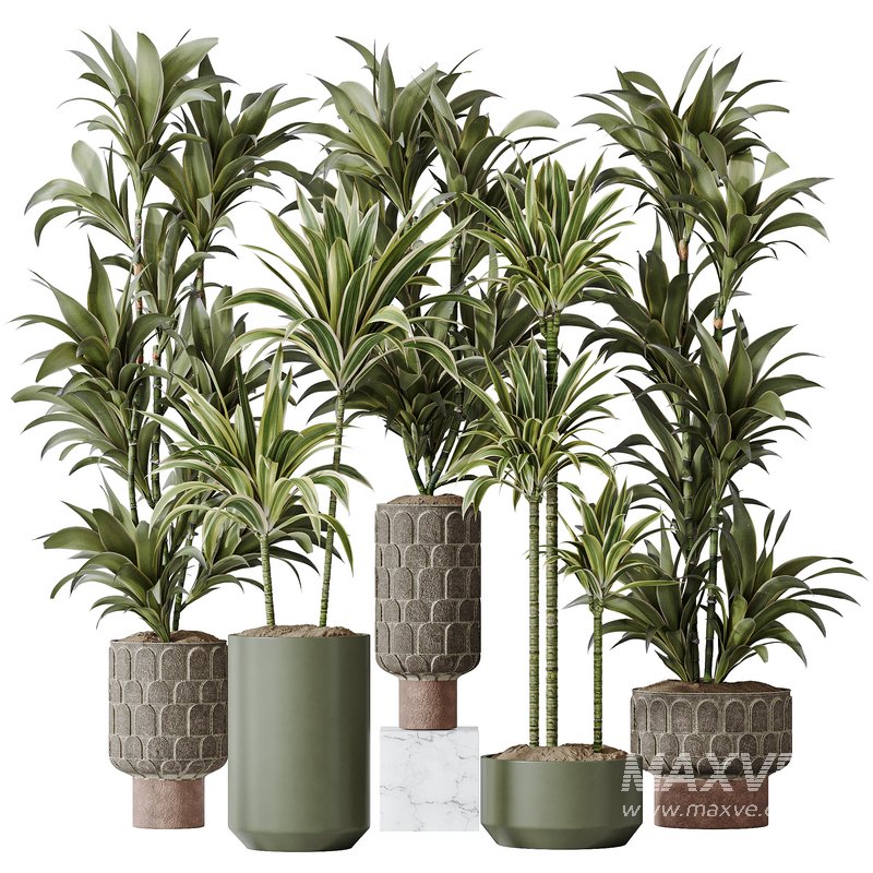 Dracaena Warneckii Lemon Lime Cane Dragon - Image 1