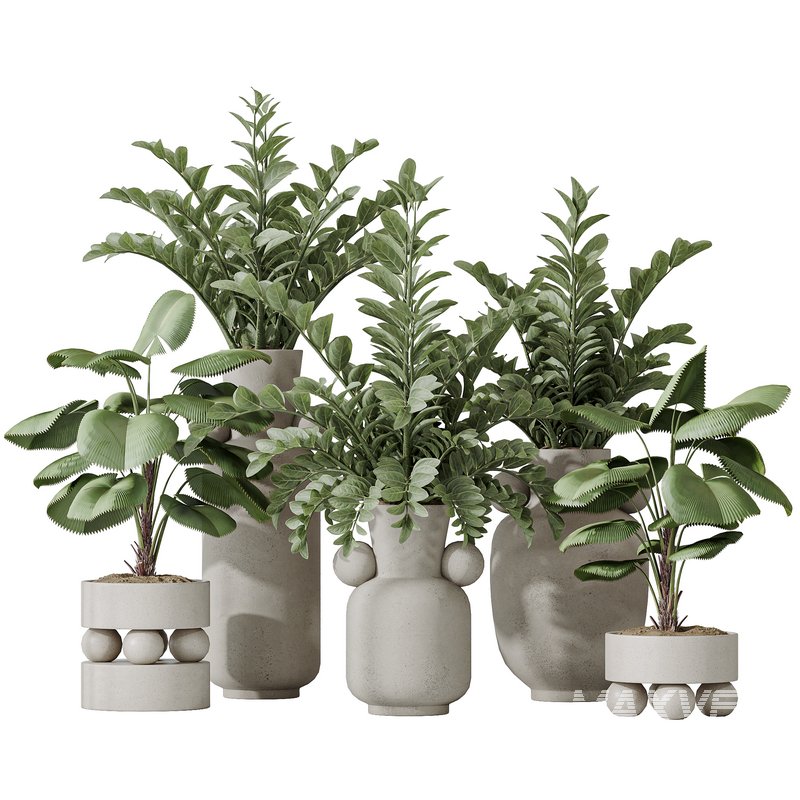 Licuala Grandis Ruffled and Zamioculcas Zamiifolia - Image 1