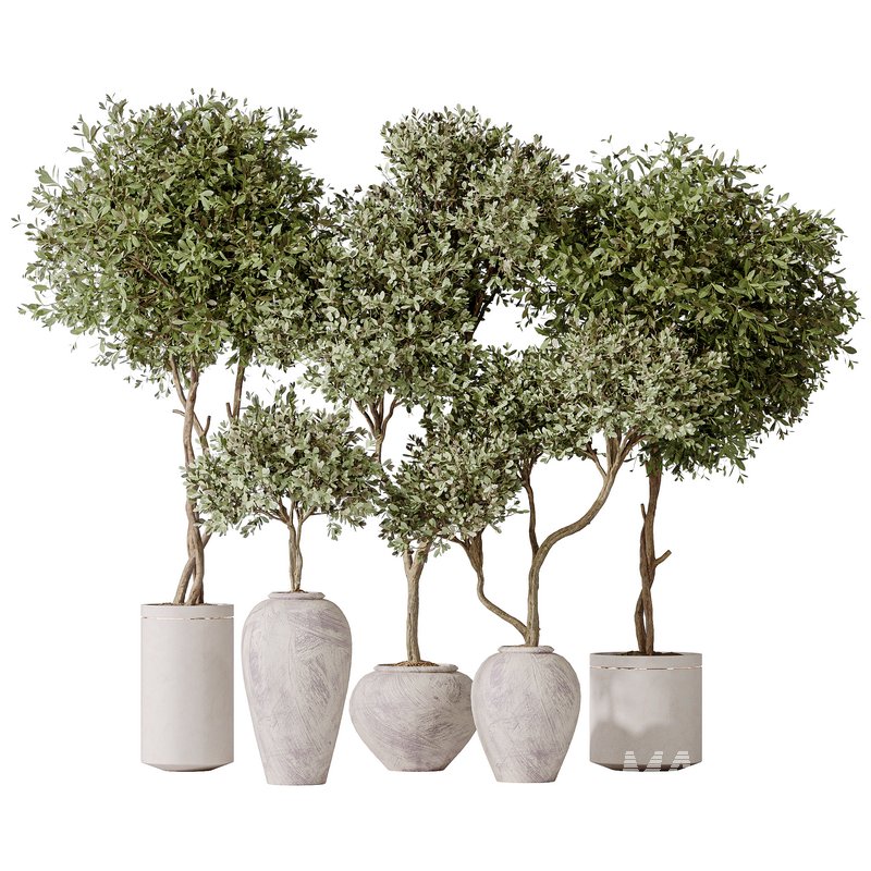 Artificial Olivo Olea Tree Indoor Vase - Image 1