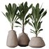 HQ HousePlants Licuala Grandis Ruffled Fan Palm Set02 - Thumbnail 1