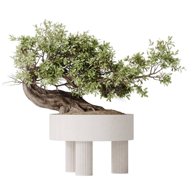 HousePlants Ficus Retusa Microcarpa Bonsai Ginseng - Image 1
