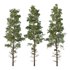 Chamaecyparis thyoides Tree - Thumbnail 1