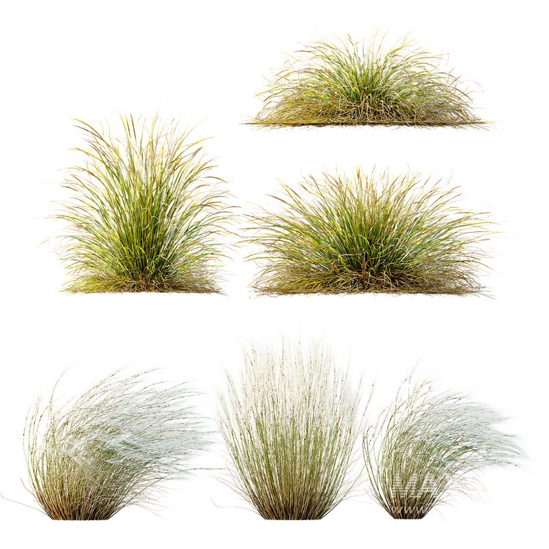 Anemanthele lessoniana and Ostnica Mocna Pony Tails - Image 1