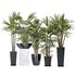 Areca Majesty Cat Reed Palm and Rhapis Excelsa Lady Palm vases - Thumbnail 1