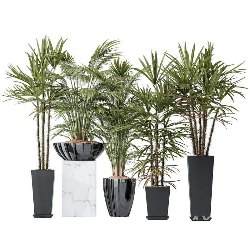 Areca Majesty Cat Reed Palm and Rhapis Excelsa Lady Palm vases - Image 1