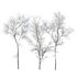 Ulmus changii and Acer Saccharinum Winter snow trees - Thumbnail 1
