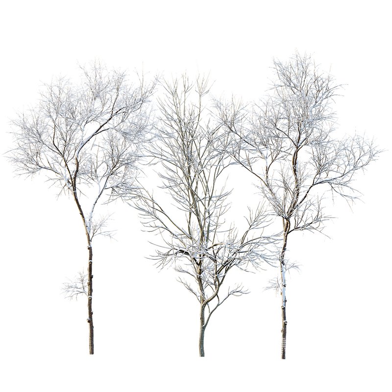 Ulmus changii and Acer Saccharinum Winter snow trees - Image 1