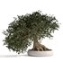 bonsai indoor plant set 03 3D model - Thumbnail 1