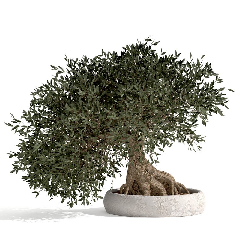 bonsai indoor plant set 03 3D model - Image 1