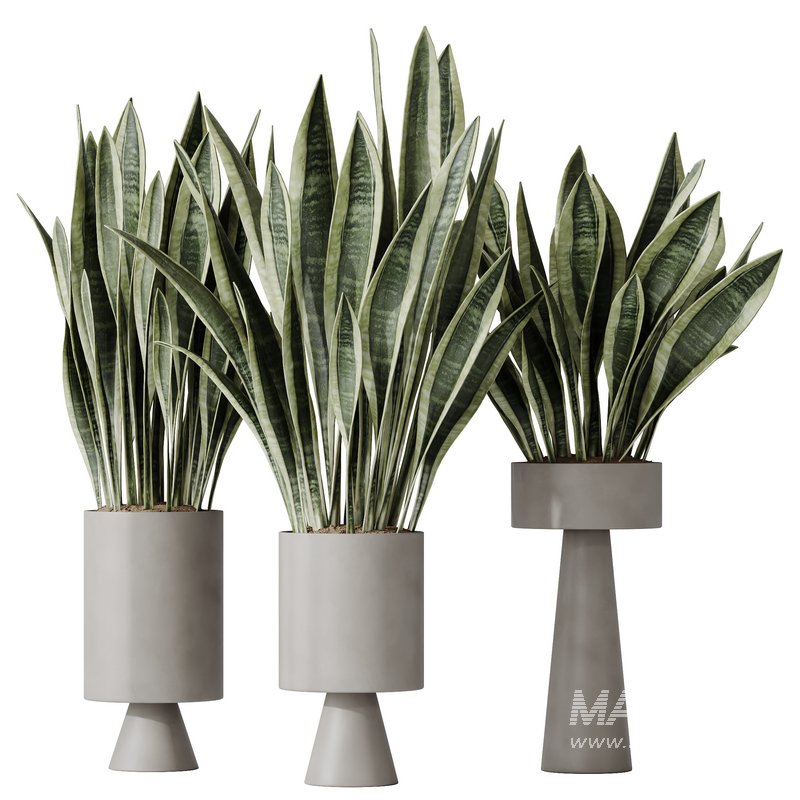 HousePlants Snake Green Sansevieria Trifasciata Laurentii Rubia - Image 1