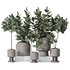 Rubber Ficus Elastica Abidjan Melany vases - Thumbnail 1