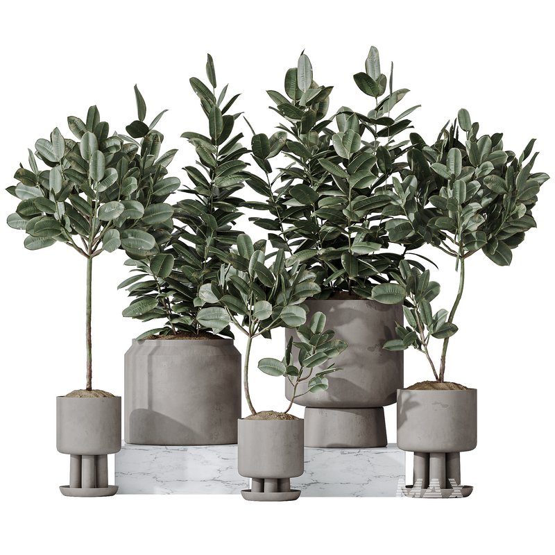 Rubber Ficus Elastica Abidjan Melany vases - Image 1