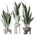 HQ HousePlants Aspidistra Elatior Cast iron Plant - Thumbnail 1