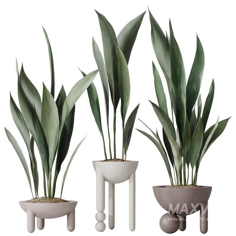 HQ HousePlants Aspidistra Elatior Cast iron Plant - Image 1