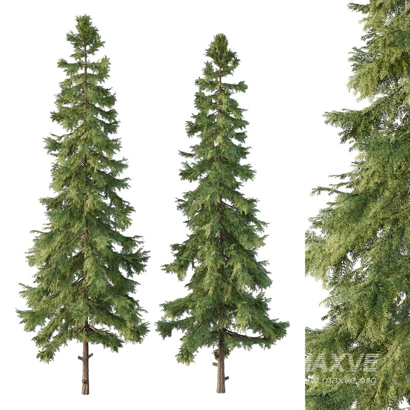 Alaska cedar Tree02 - Image 1