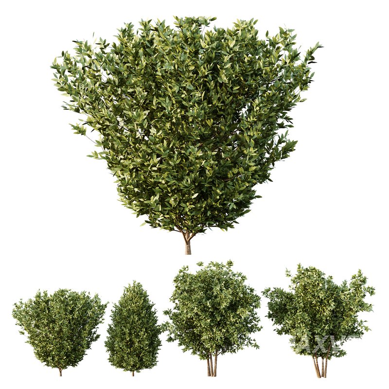 Dwarf Burning Bush02 - Image 1