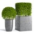 Potted Topiary Buxus 01 - Thumbnail 1
