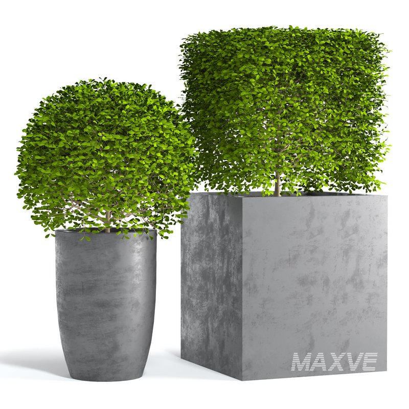 Potted Topiary Buxus 01 - Image 1