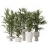 Dracaena Warneckii Lemon and Rhapis Excelsa vases - Thumbnail 1
