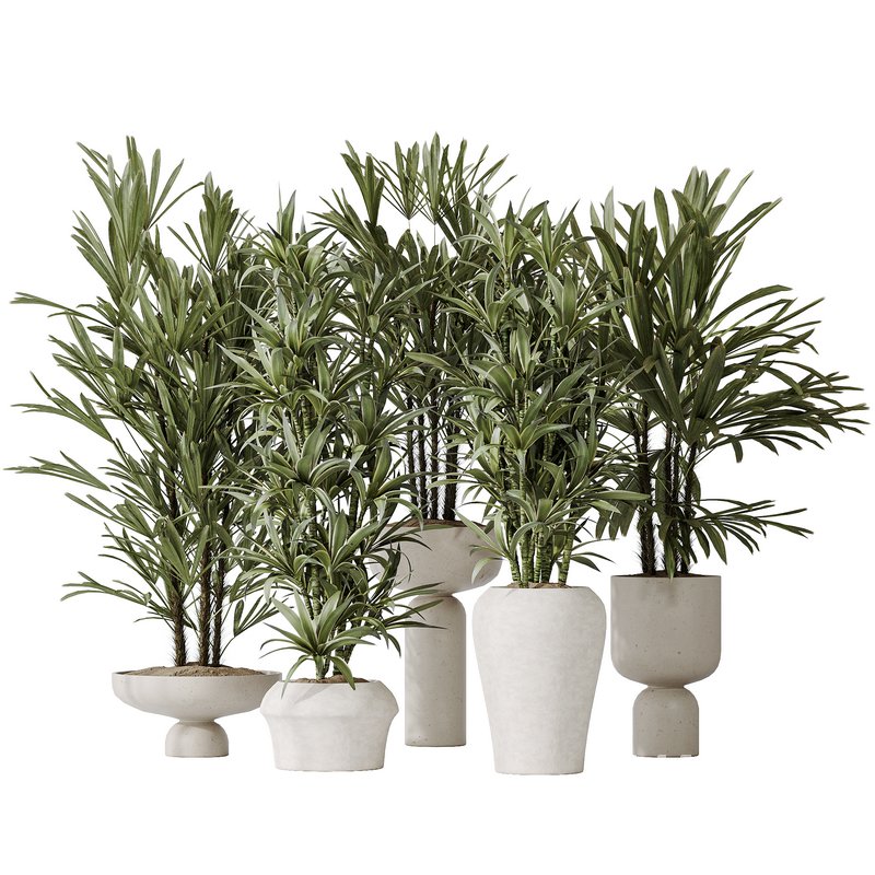 Dracaena Warneckii Lemon and Rhapis Excelsa vases - Image 1