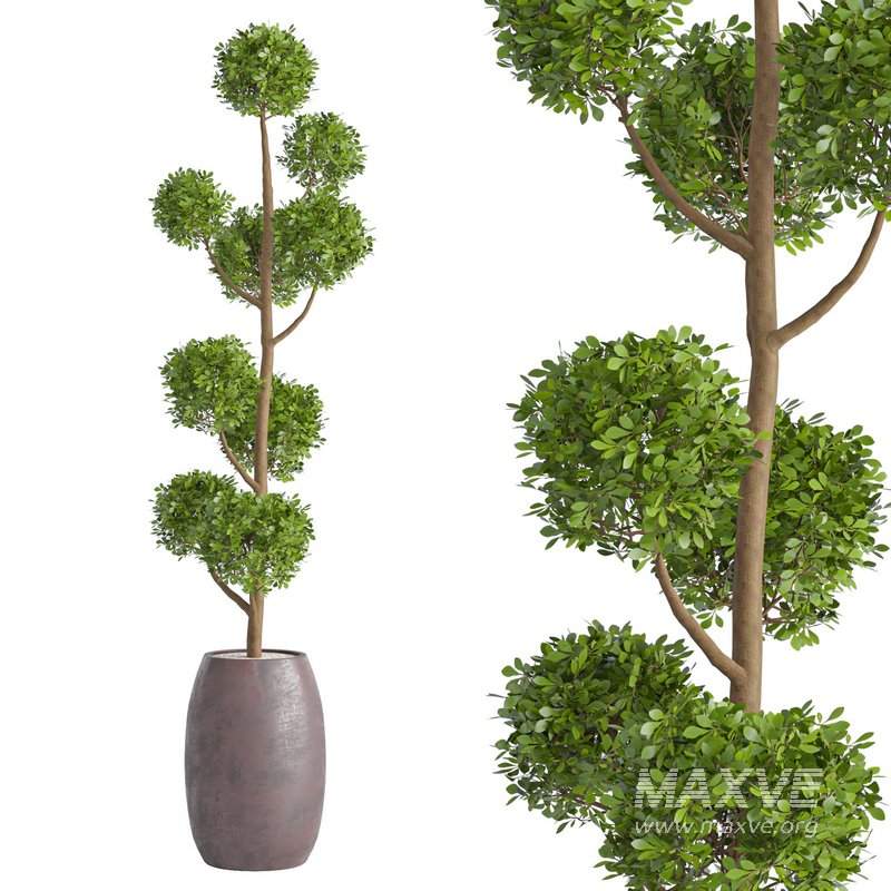 Junipers in sepia Duo ceramic planters - Image 1
