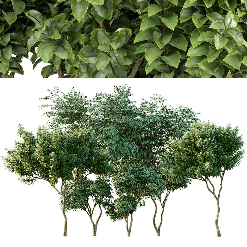 Joy Perfume Orange and Cherry Leaf - Image 1