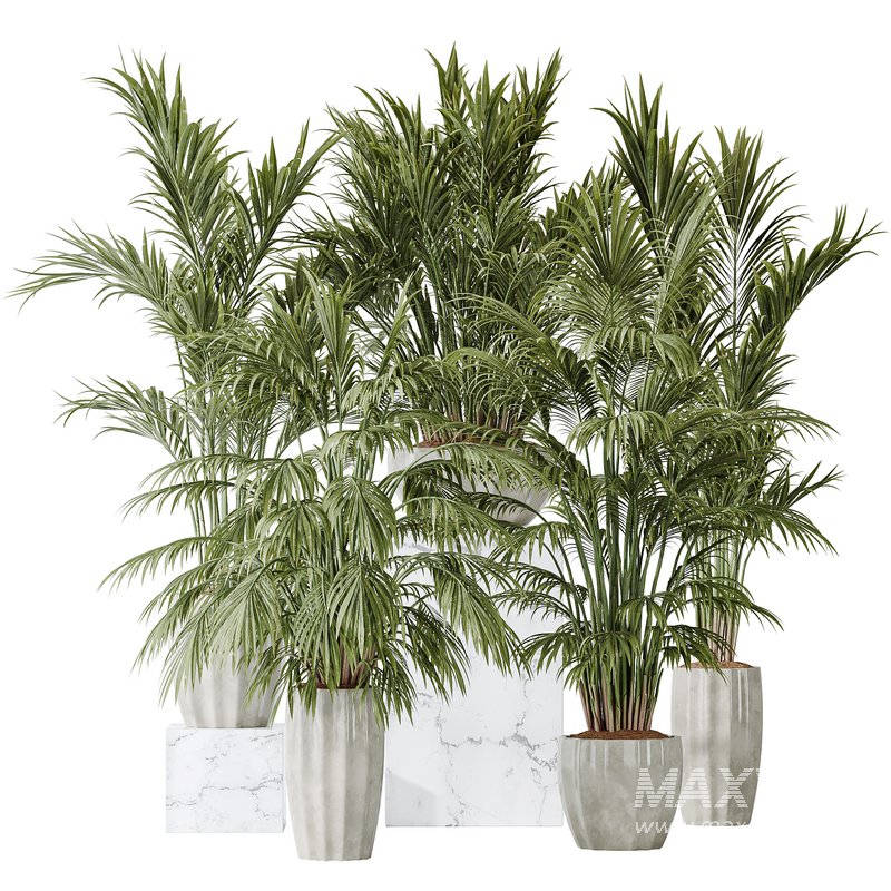 Areca Majesty Cat Reed Palm vases - Image 3